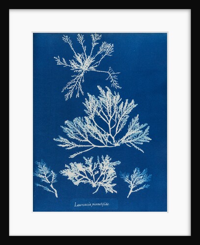 Pepper dulse by Anna Atkins