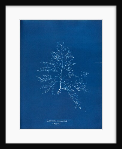 Prickly tang by Anna Atkins