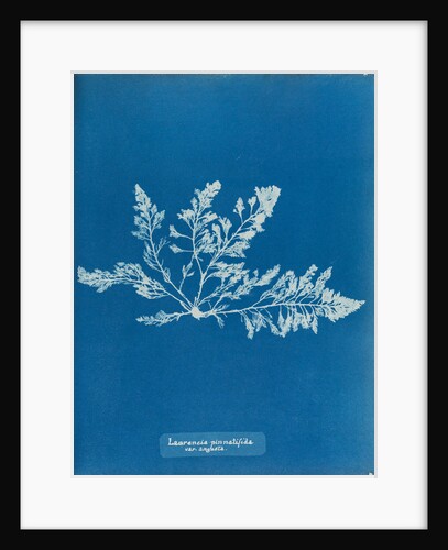 Prickly tang by Anna Atkins