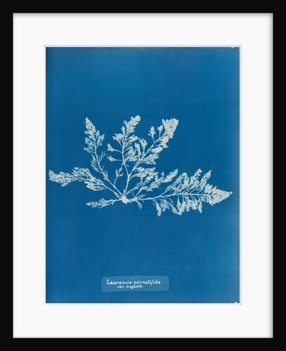 Prickly tang by Anna Atkins