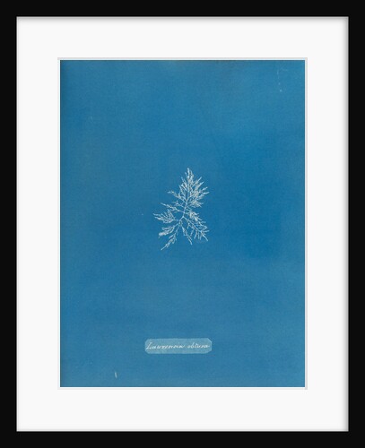 Rounded brittle fern weed by Anna Atkins