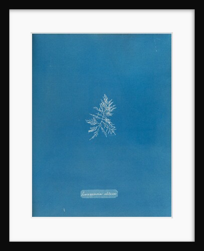Rounded brittle fern weed by Anna Atkins