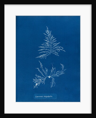 Laurencia dasyphylla by Anna Atkins