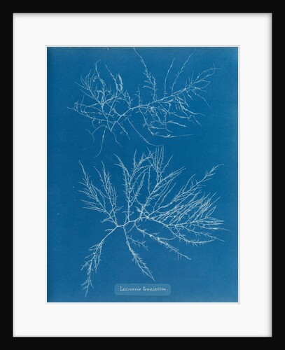 Laurencia tenuissima by Anna Atkins