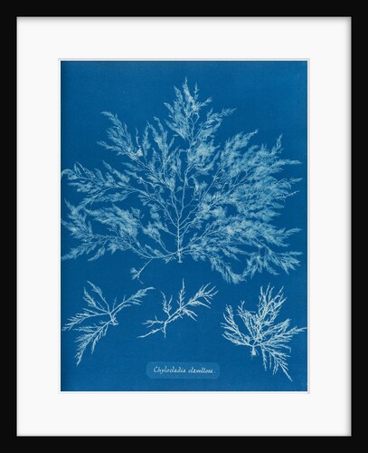 Chylocladia clavellosa by Anna Atkins