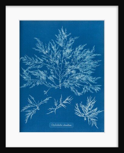 Chylocladia clavellosa by Anna Atkins