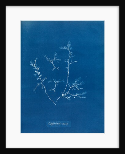 Chylocladia ovalis by Anna Atkins