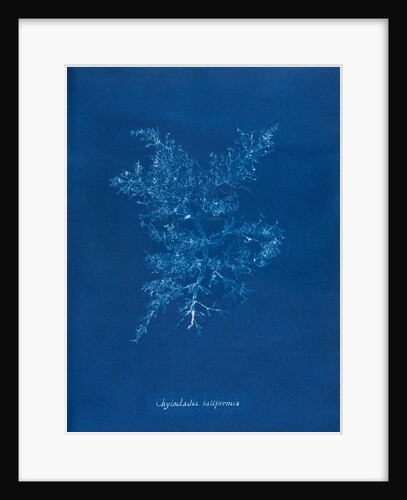Juicy whorl weed by Anna Atkins