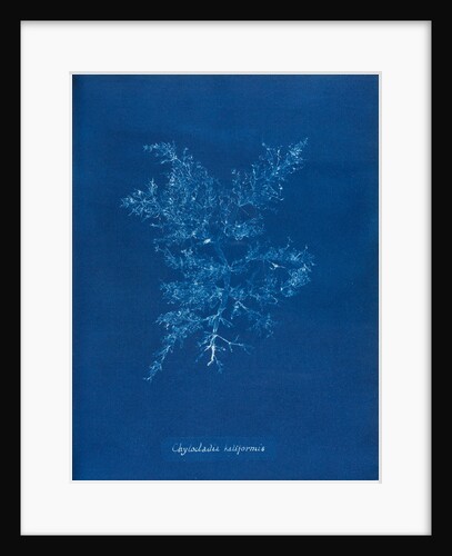 Juicy whorl weed by Anna Atkins
