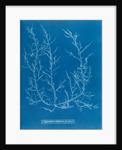 Juicy whorl weed by Anna Atkins