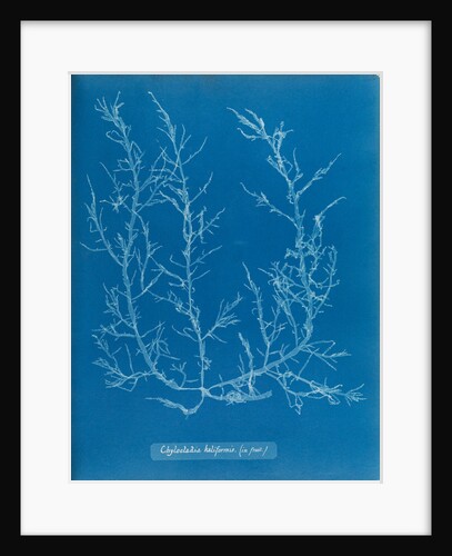 Juicy whorl weed by Anna Atkins
