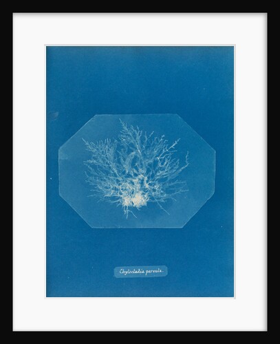 Chylocladia parvula by Anna Atkins