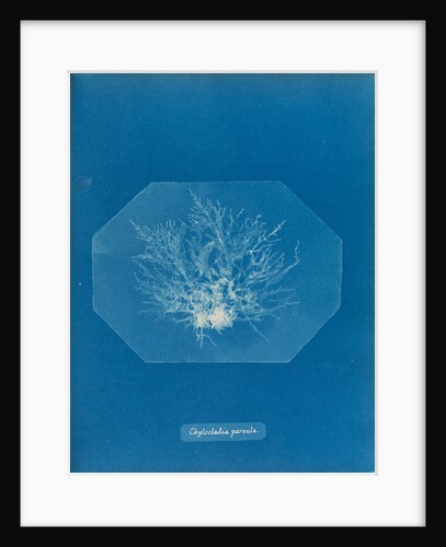 Chylocladia parvula by Anna Atkins