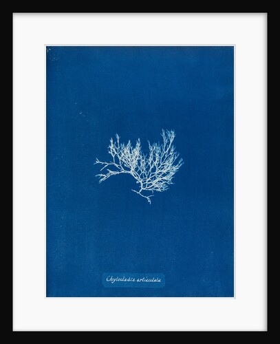 Chylocladia articulata by Anna Atkins