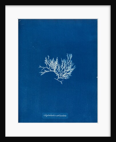 Chylocladia articulata by Anna Atkins