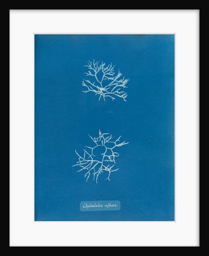 Chylocladia reflexa by Anna Atkins