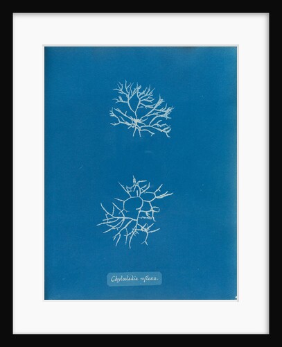 Chylocladia reflexa by Anna Atkins