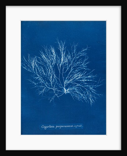 Gigartina purpurascens (in fruit) by Anna Atkins
