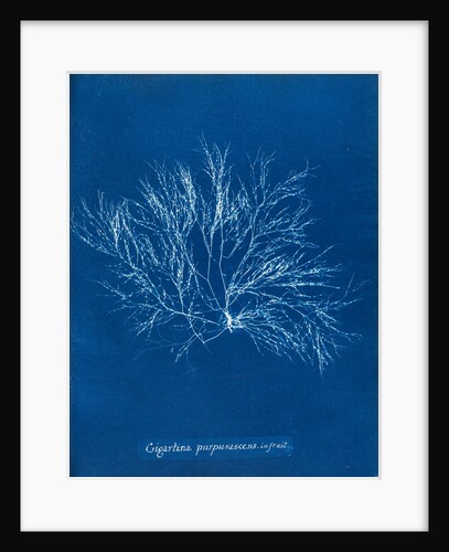 Gigartina purpurascens (in fruit) by Anna Atkins