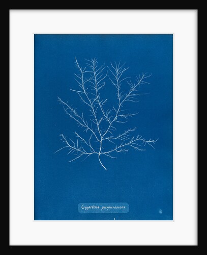 Gigartina purpurascens by Anna Atkins