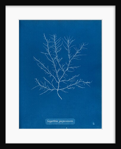 Gigartina purpurascens by Anna Atkins