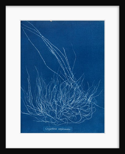 Gigartina confervoides by Anna Atkins