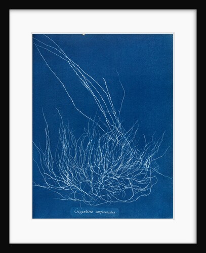 Gigartina confervoides by Anna Atkins