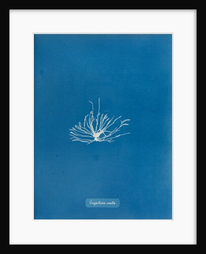 Gigartina erecta by Anna Atkins