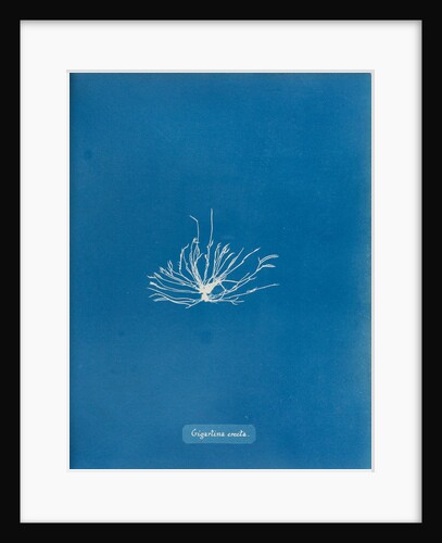 Gigartina erecta by Anna Atkins
