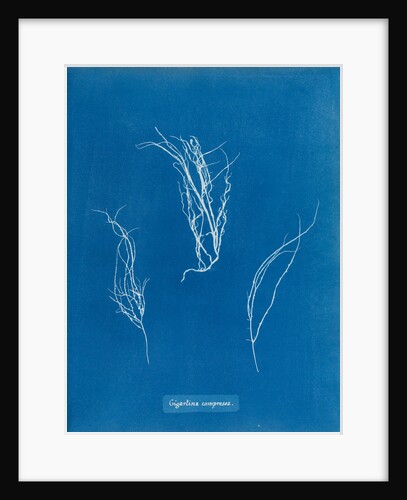 Gigartina compressa by Anna Atkins