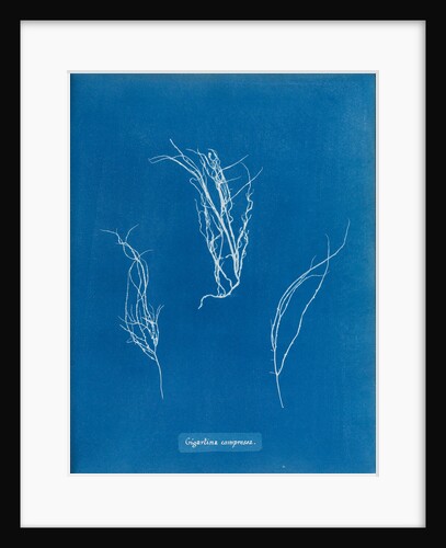 Gigartina compressa by Anna Atkins