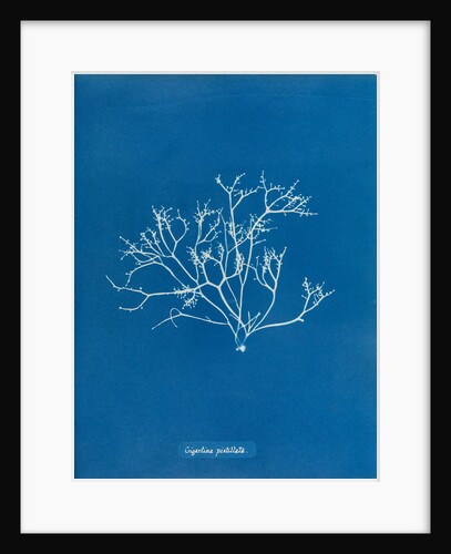 Pestle weed by Anna Atkins