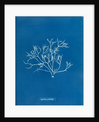 Pestle weed by Anna Atkins