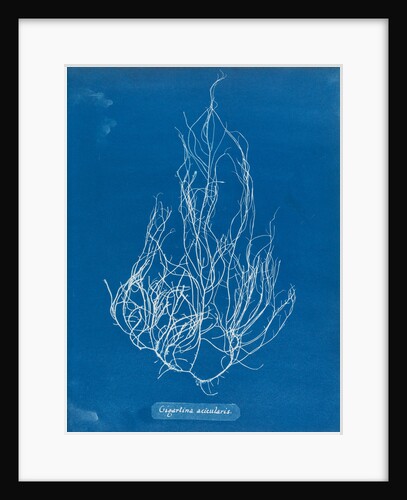 Gigartina acicularis by Anna Atkins