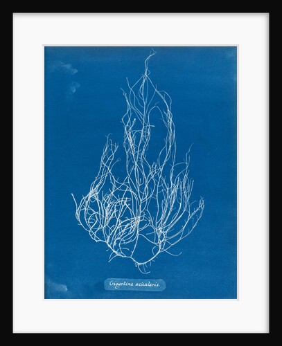 Gigartina acicularis by Anna Atkins