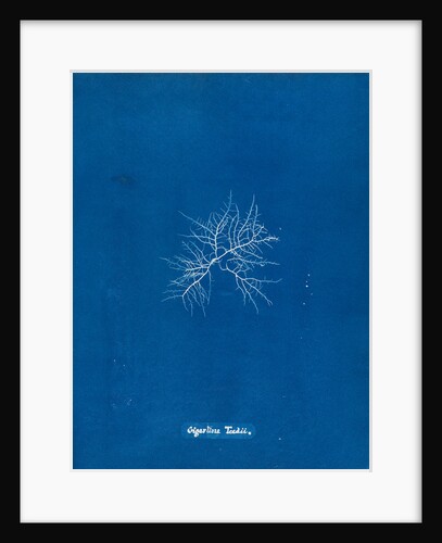 Gigartina teedii by Anna Atkins