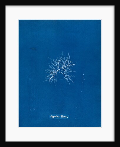 Gigartina teedii by Anna Atkins