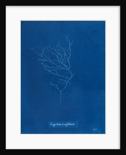 Gigartina griffithsiae by Anna Atkins