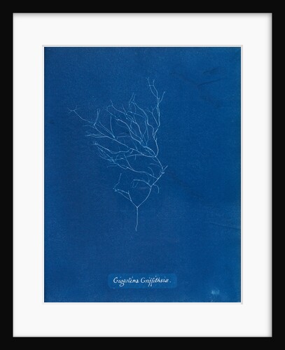 Gigartina griffithsiae by Anna Atkins
