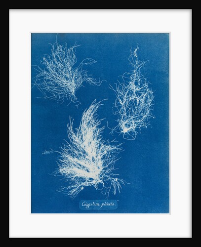 Gigartina plicata by Anna Atkins