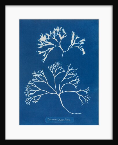 Chondrus mamillosus by Anna Atkins