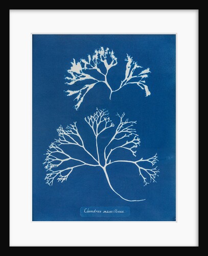 Chondrus mamillosus by Anna Atkins