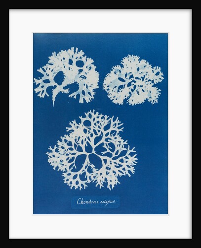 Irish moss by Anna Atkins