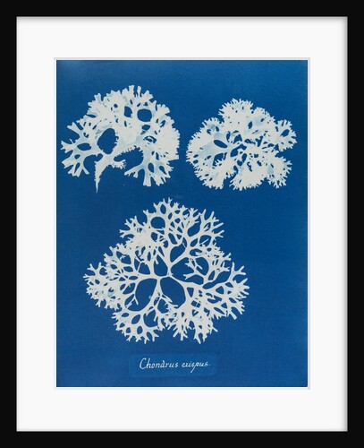 Irish moss by Anna Atkins