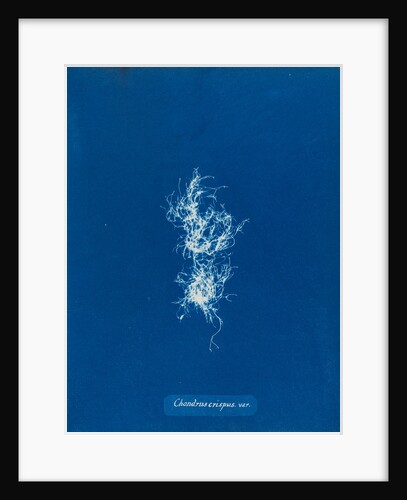 Irish moss by Anna Atkins