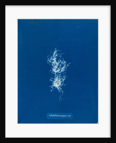Irish moss by Anna Atkins
