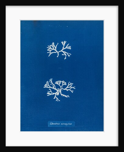 Chrondrus norvegicus by Anna Atkins