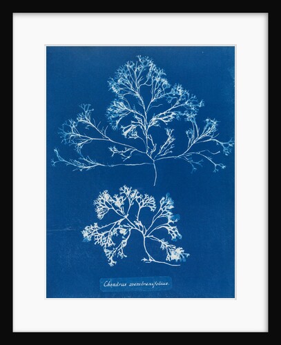 Chondrus membranifolius by Anna Atkins