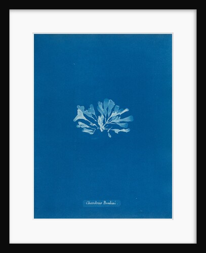 Chondrus brodiaei by Anna Atkins