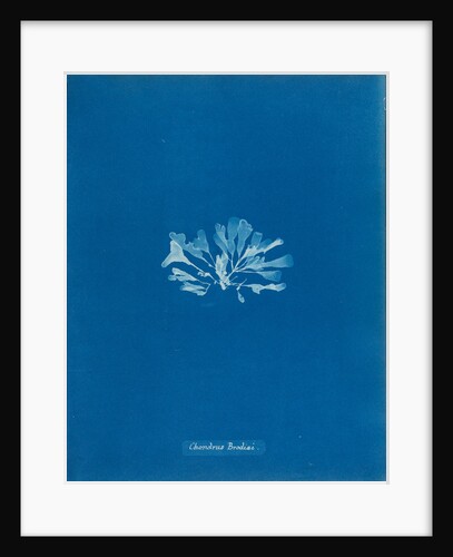 Chondrus brodiaei by Anna Atkins